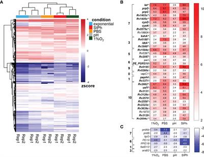 Commonalities of Mycobacterium tuberculosis Transcriptomes in Response to Defined Persisting Macrophage Stresses